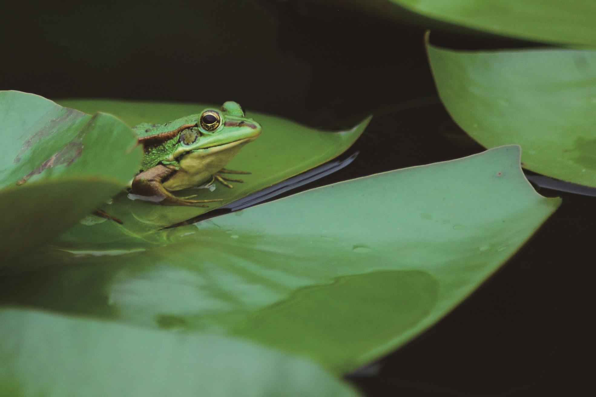 青草池塘处处蛙 《教育导报》2018年第59期(总第3196期) 四版